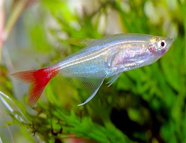 Glass Bloodfin Tetra 4cm