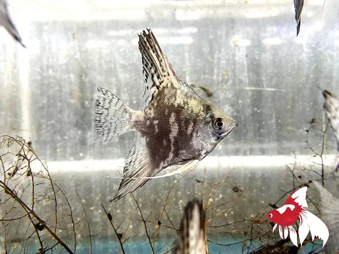 Angel fish – Blue Paraiba Angelfish Micro Aquatic Shop