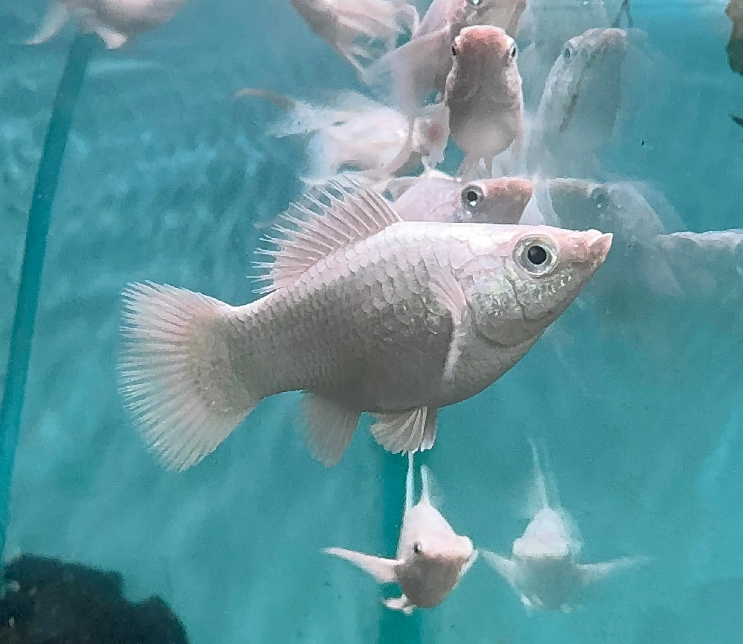 Mollies – Ribbon Balloon Platinum 3cm Micro Aquatic Shop