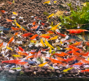 30% SAVE Mix Color Shrimp Starter Bundle Micro Aquatic Shop