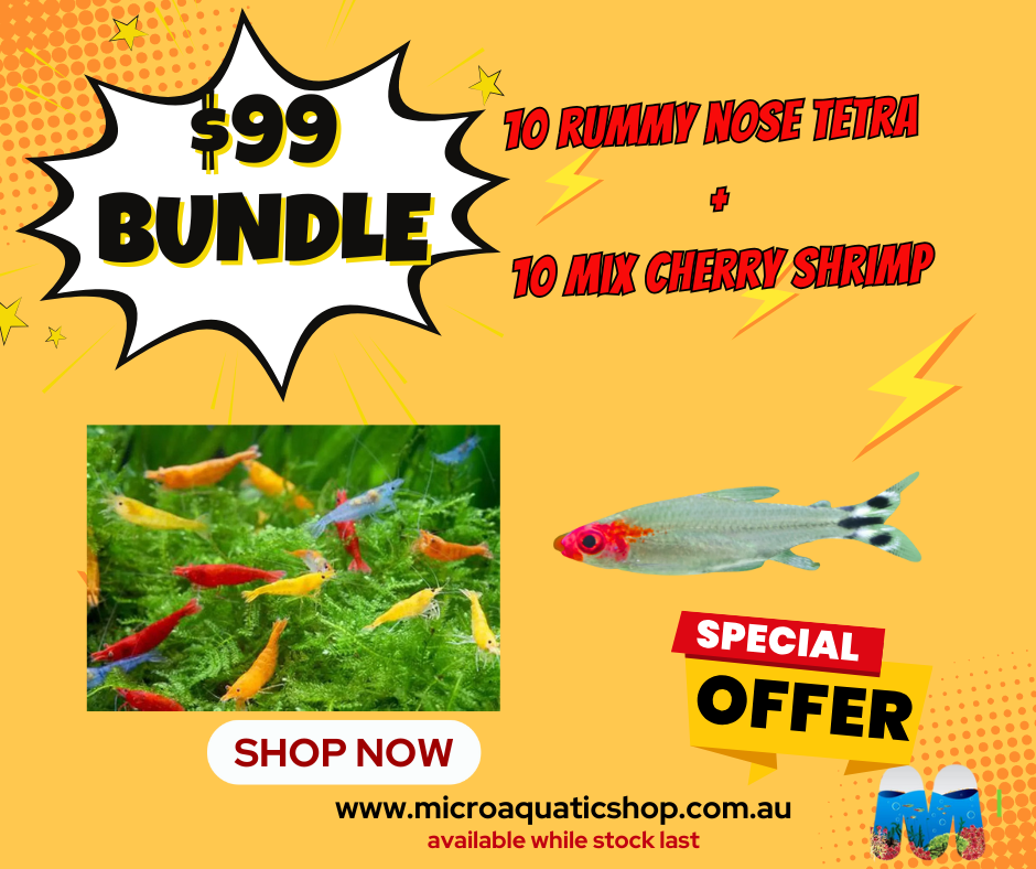 $99 BUNDLE MIX CHERRY SHRIMP X RUMMY NOSE TETRA Micro Aquatic Shop