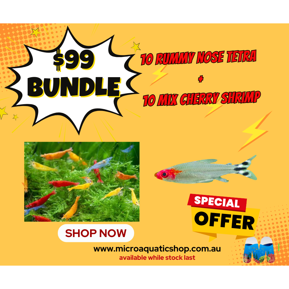 $99 BUNDLE MIX CHERRY SHRIMP X RUMMY NOSE TETRA Micro Aquatic Shop