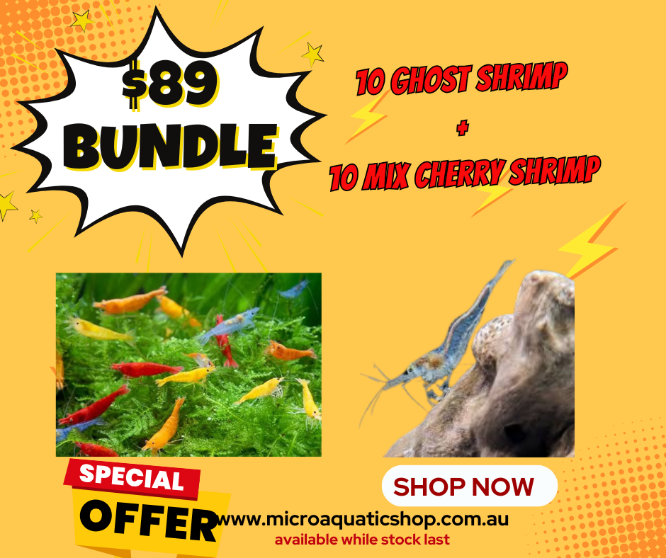 $89 BUNDLE GHOST SHRIMP X MIX CHERRY SHRIMP Micro Aquatic Shop