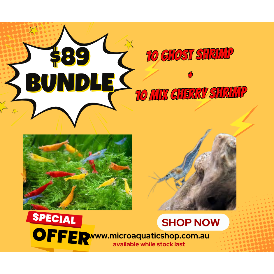 $89 BUNDLE GHOST SHRIMP X MIX CHERRY SHRIMP Micro Aquatic Shop