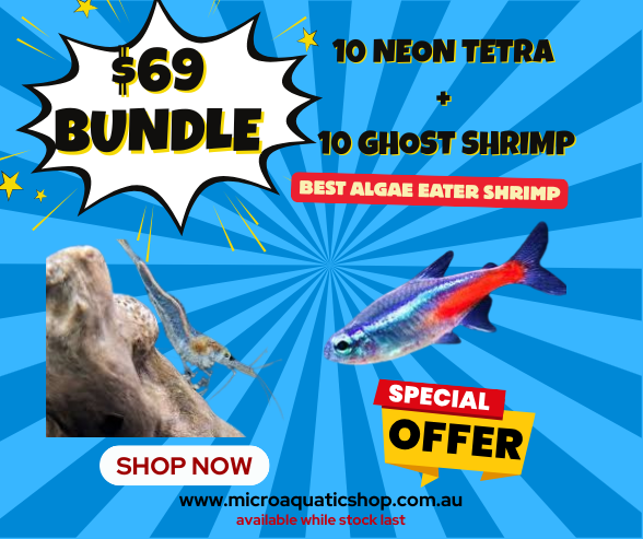 $69 BUNDLE GHOST SHRIMP X NEON TETRA Micro Aquatic Shop
