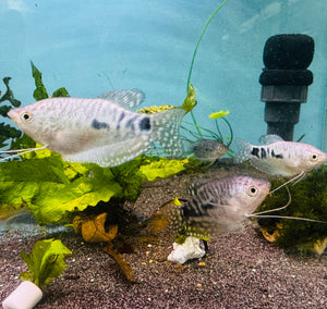 Opaline Gourami (Trichopodus trichopterus ) 4cm Micro Aquatic Shop