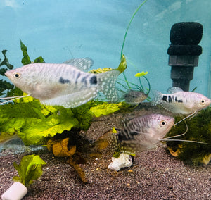 Gourami - Opaline (Trichopodus Trichopterus) 4cm Micro Aquatic Shop