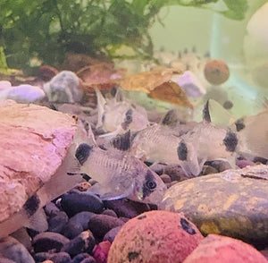 Corydoras - Panda Micro Aquatic Shop