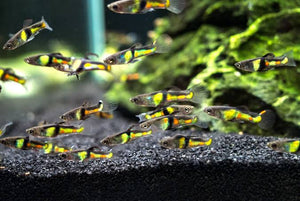 Endler - El Tigre 2cm Micro Aquatic Shop