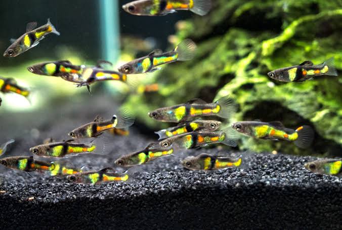 Endler - El Tigre 2cm Micro Aquatic Shop
