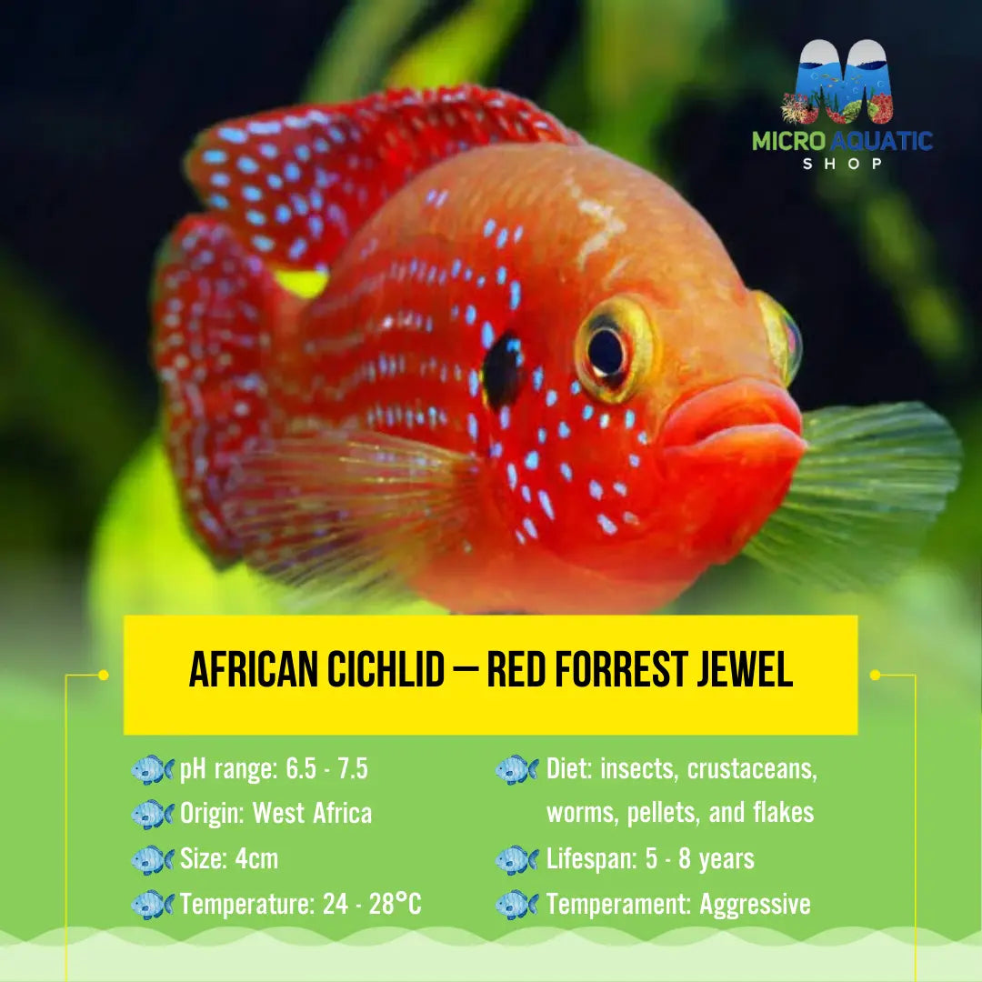 African Cichlid – Red Forrest Jewel 4cm Micro Aquatic Shop