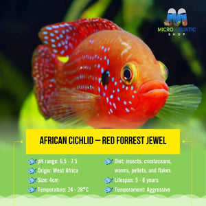 African Cichlid – Red Forrest Jewel 4cm Micro Aquatic Shop