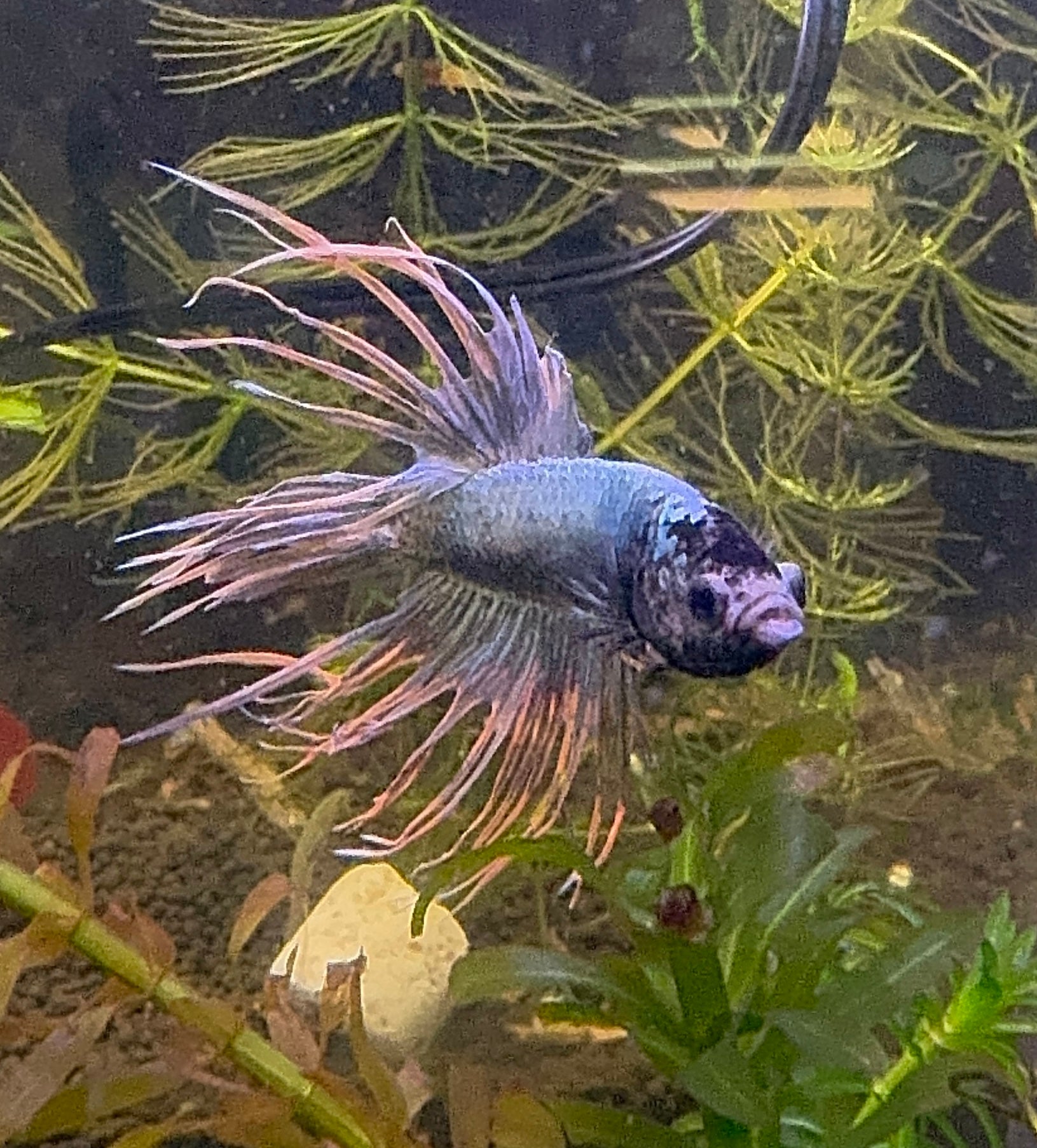 Premium Crown Male Betta A1