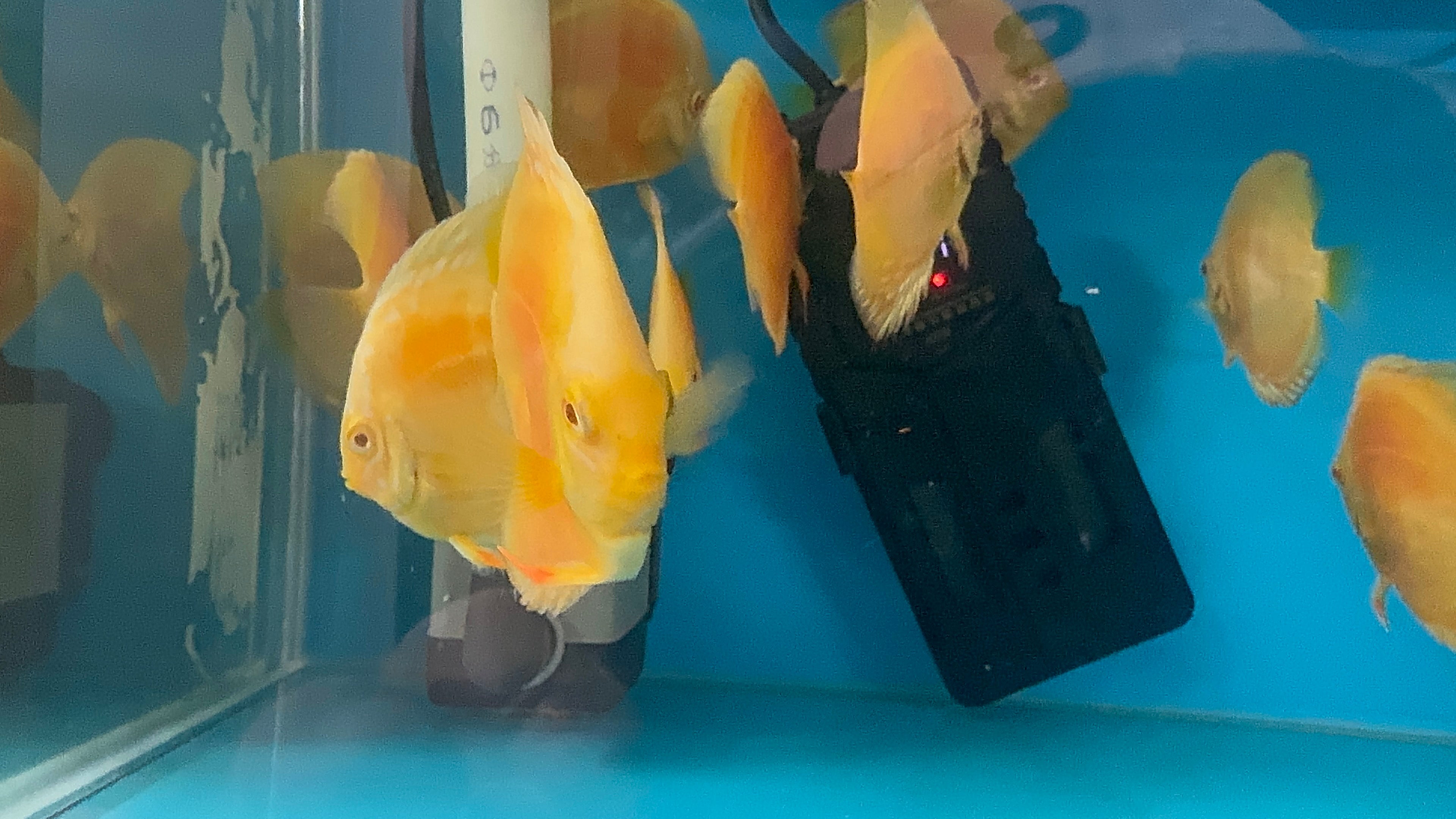 Discus - Albino Yellow Golden 11cm Show Micro Aquatic Shop