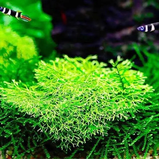 Tissue Culture- Riccia Crystalwort Micro Aquatic Shop