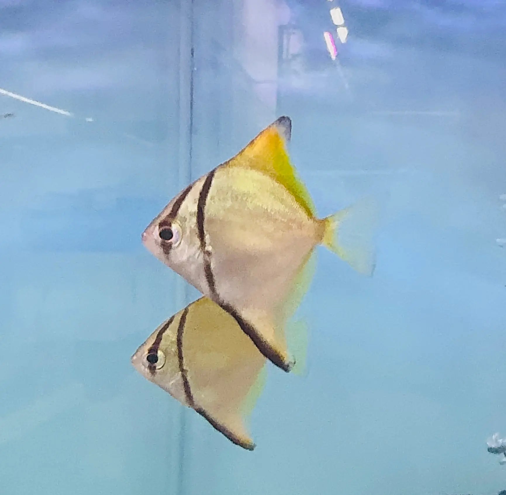 Exotic - Mono Diamond Moonfish 5cm Micro Aquatic Shop