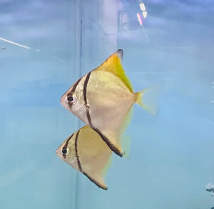 Exotic - Mono Diamond Moonfish 5cm Micro Aquatic Shop