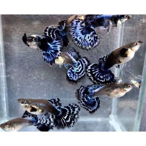Premium High Dorsal Blue Ivory Snakeskin Guppy ( Pair )