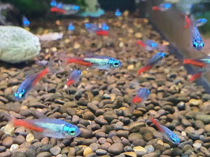 Tetra- Diamond Neon 2.5cm Micro Aquatic Shop