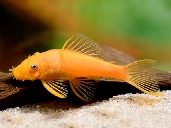 L144 Blue Eye Lemon Bristlenose Pleco - Rare Micro Aquatic Shop