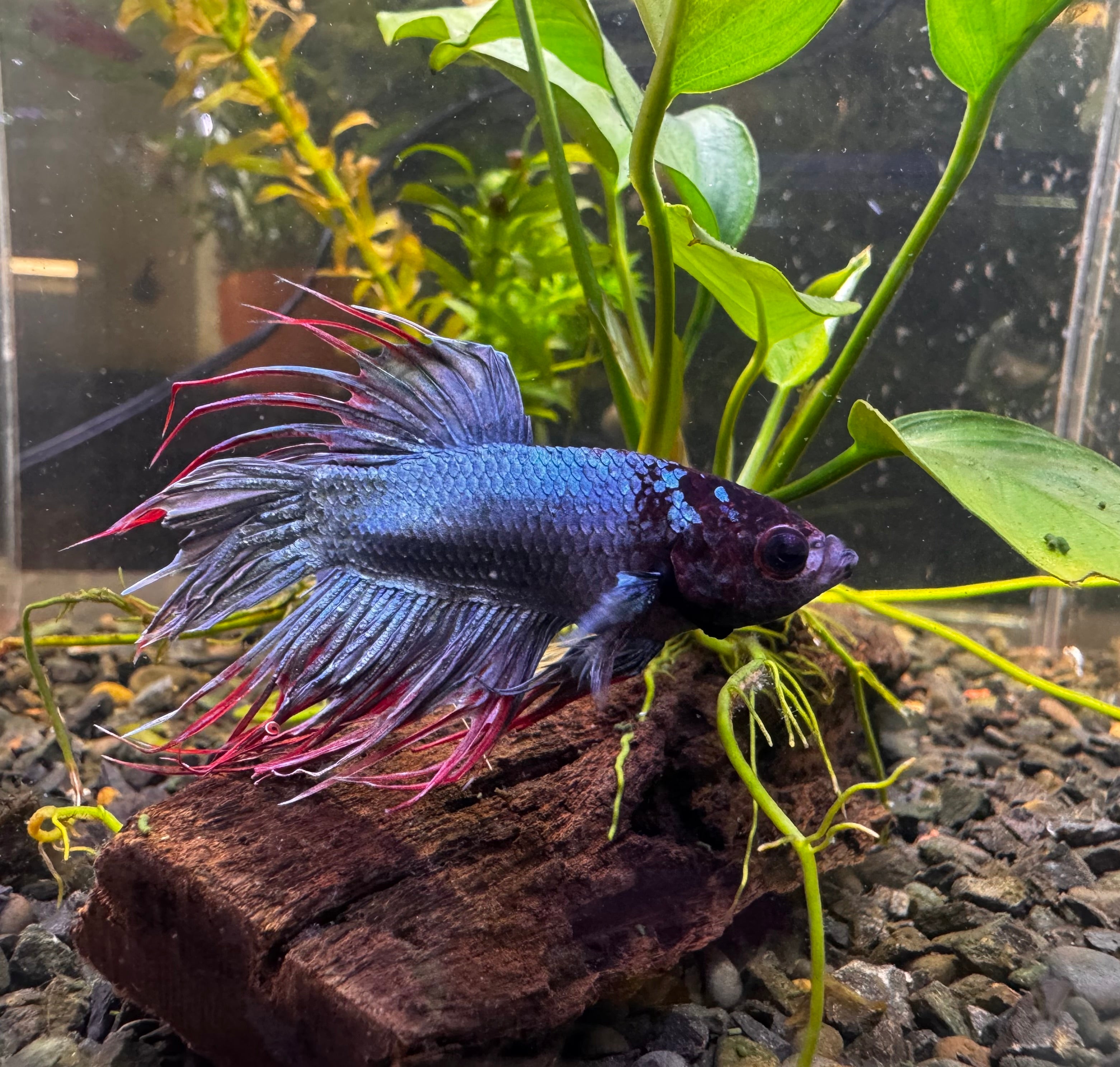 Premium Crown Male Betta A1