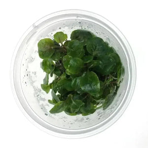 Tissue Culture -Lobelia cardinalis Micro Aquatic Shop