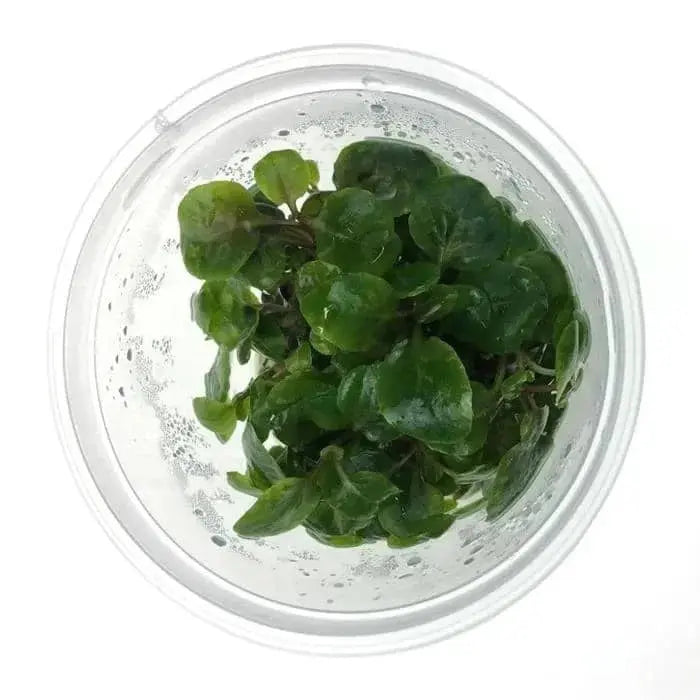 Tissue Culture -Lobelia cardinalis Micro Aquatic Shop