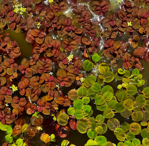 Red Root Floater Micro Aquatic Shop