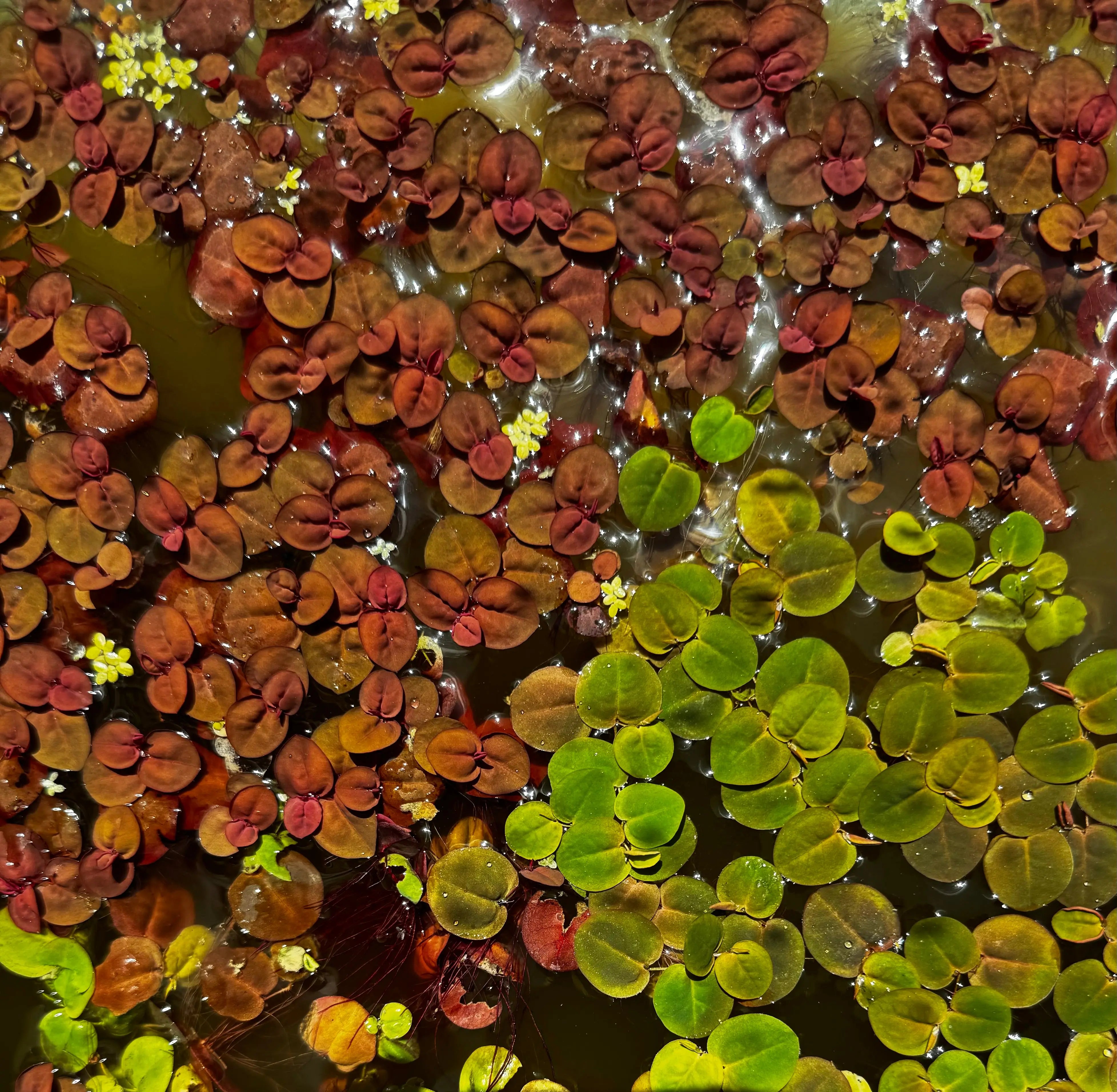 Red Root Floater Micro Aquatic Shop