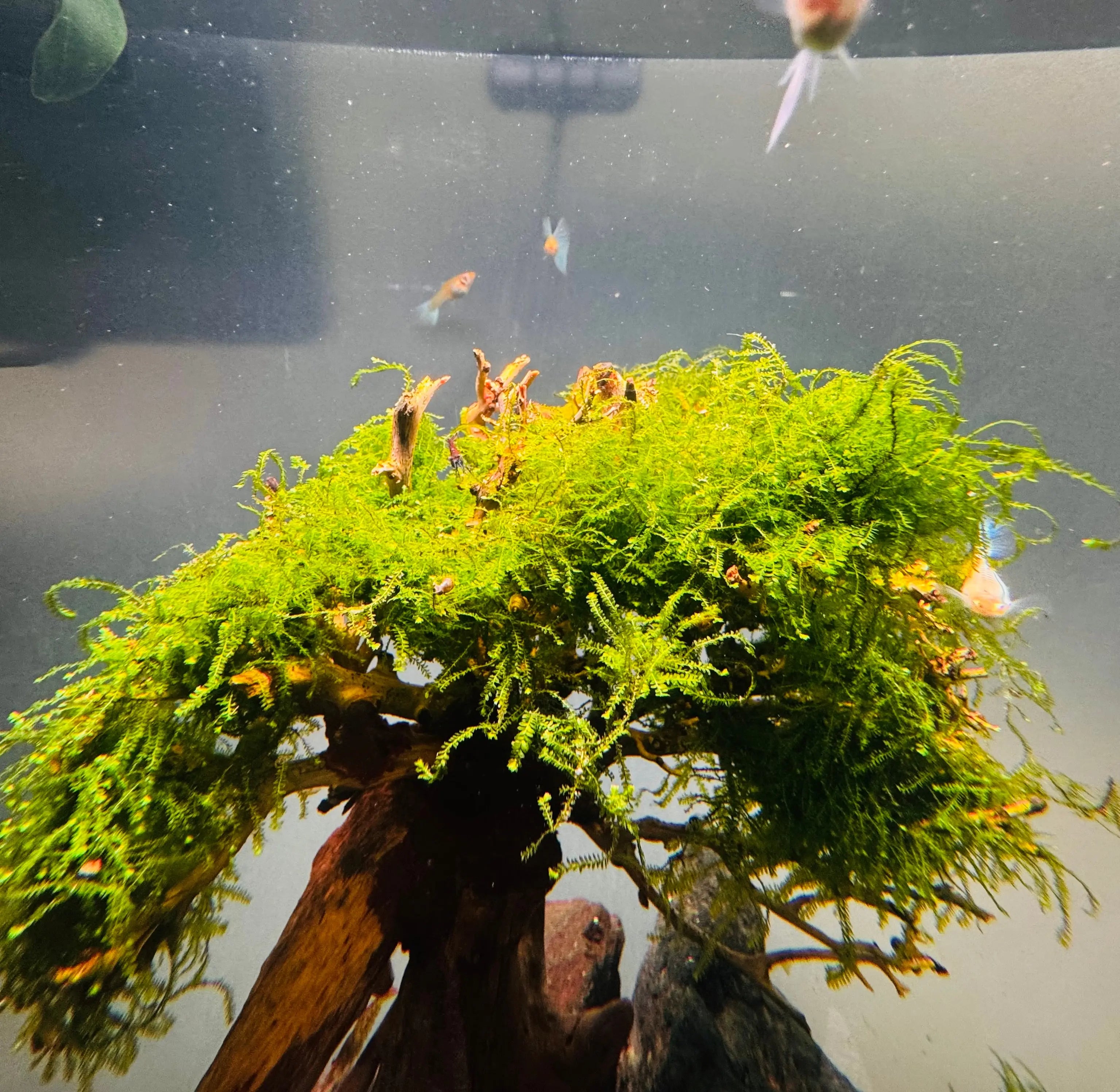Moss- Weeping moss Micro Aquatic Shop