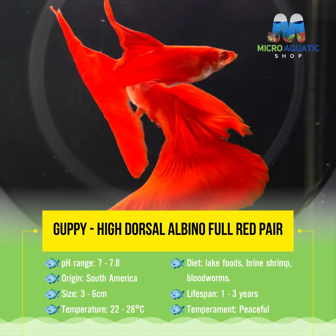 Guppy - High Dorsal Albıno Full Red Pair Micro Aquatic Shop