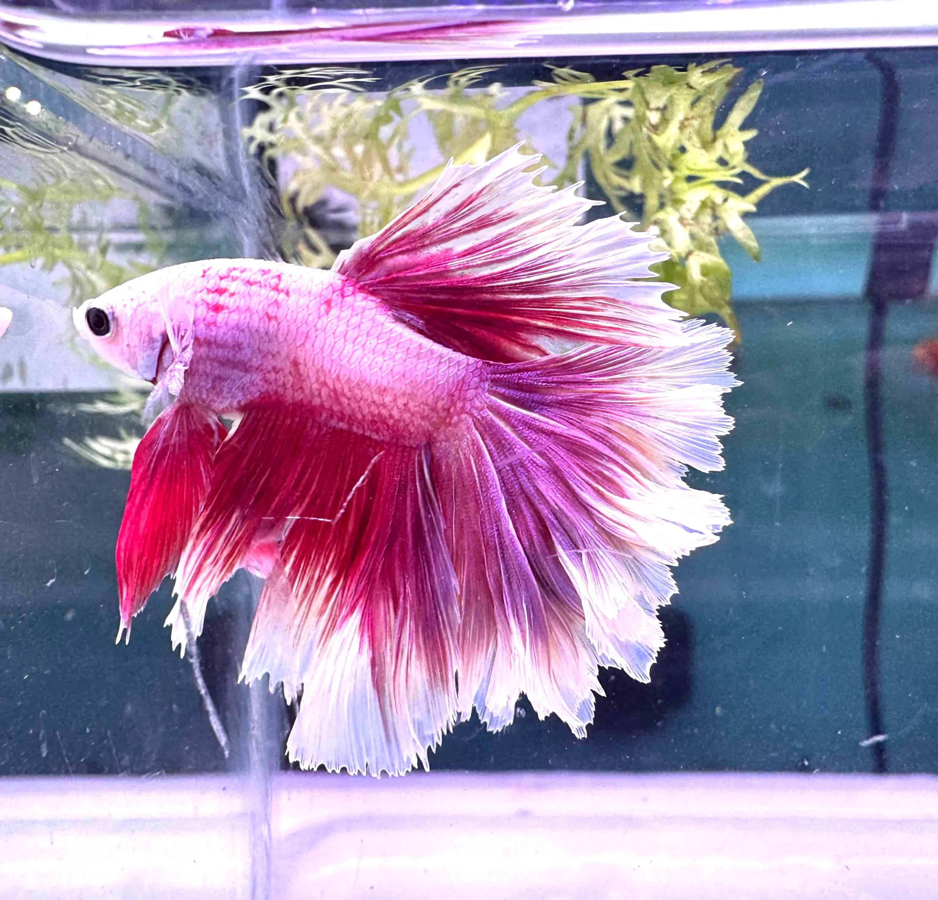 Betta Male - A Grade Half Moon Lavender L1 Micro Aquatic Shop