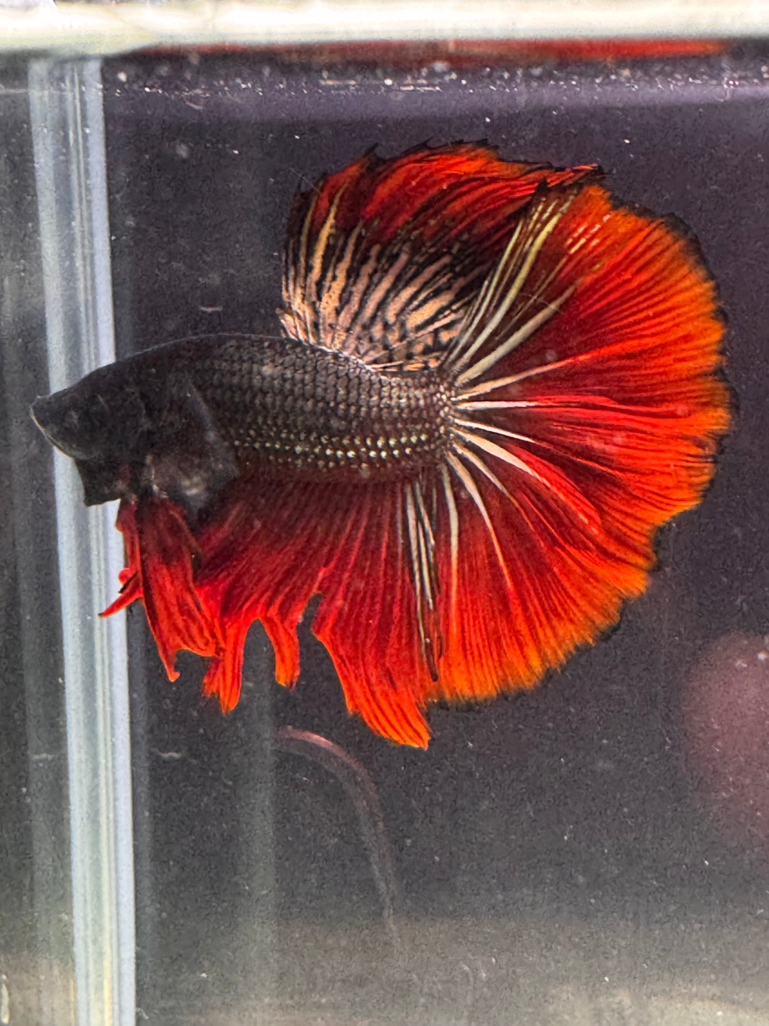 Betta Male - Premium Dark Knight D4