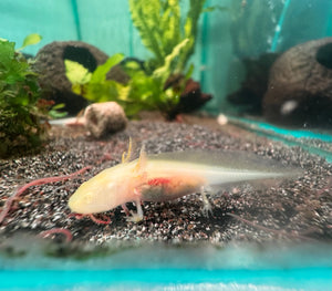 1 Baby Axolotl (6 Weeks Old) – Starter Pack Micro Aquatic Shop