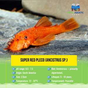 Super Red Pleco (ANCISTRUS SP.) Micro Aquatic Shop