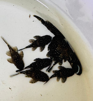 Peppermint Pleco 3cm Micro Aquatic Shop