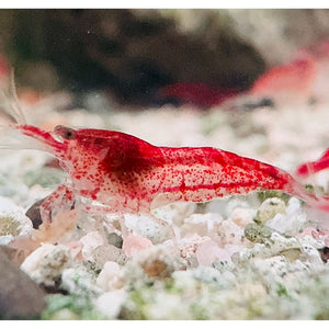 Cherry Shrimp - Red Rilli 1cm Micro Aquatic Shop
