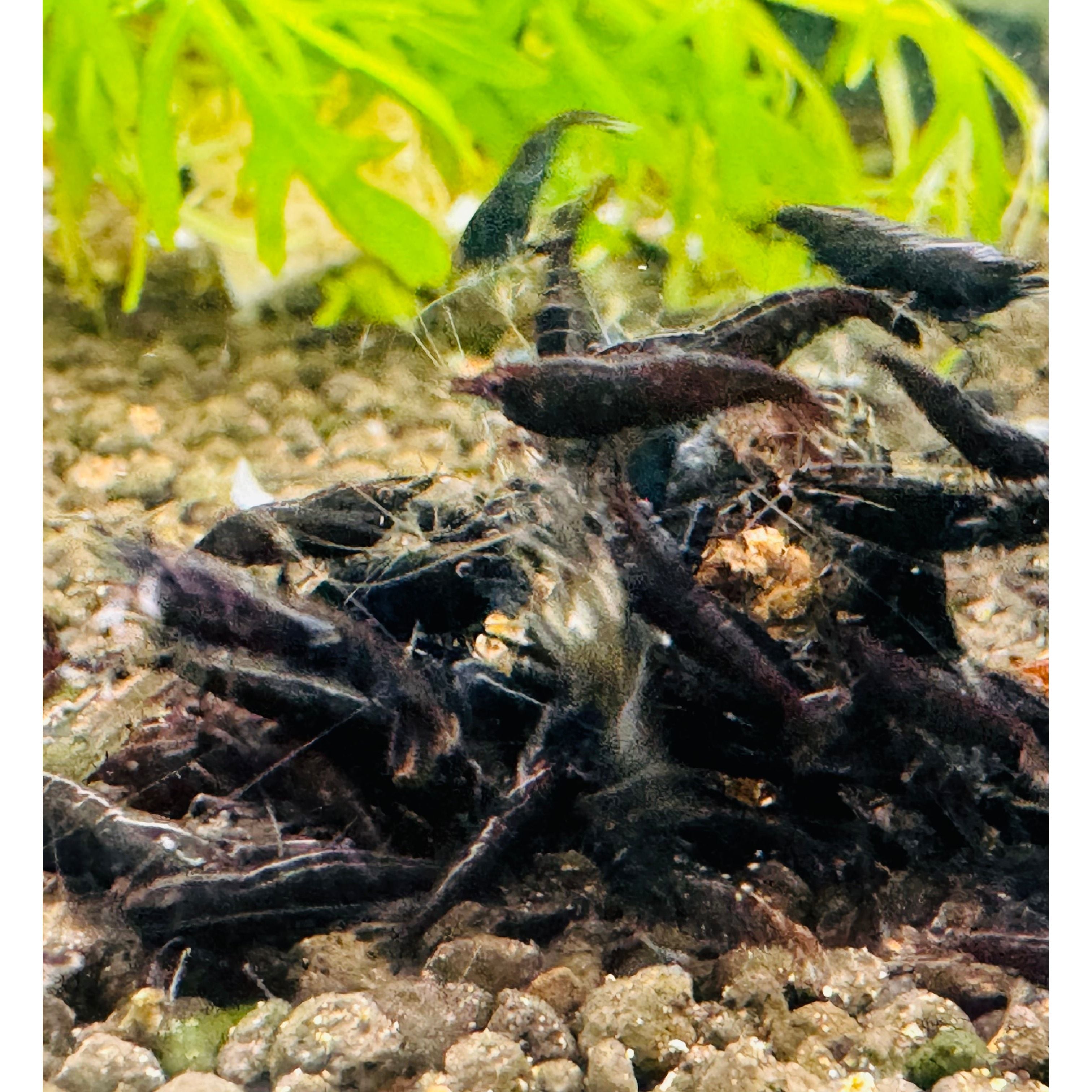 30% SAVE Black Cherry Shrimp Starter Bundle Micro Aquatic Shop