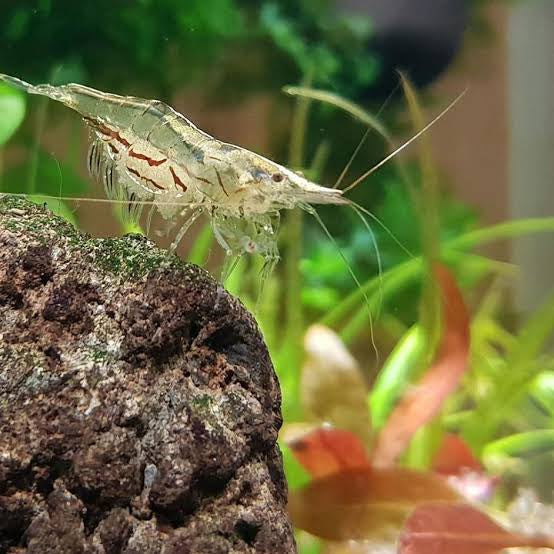 BUY 10 GET 5 FREE NQ Algae Eating Shrimp