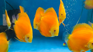 Discus - Yellow golden 11cm Show Micro Aquatic Shop