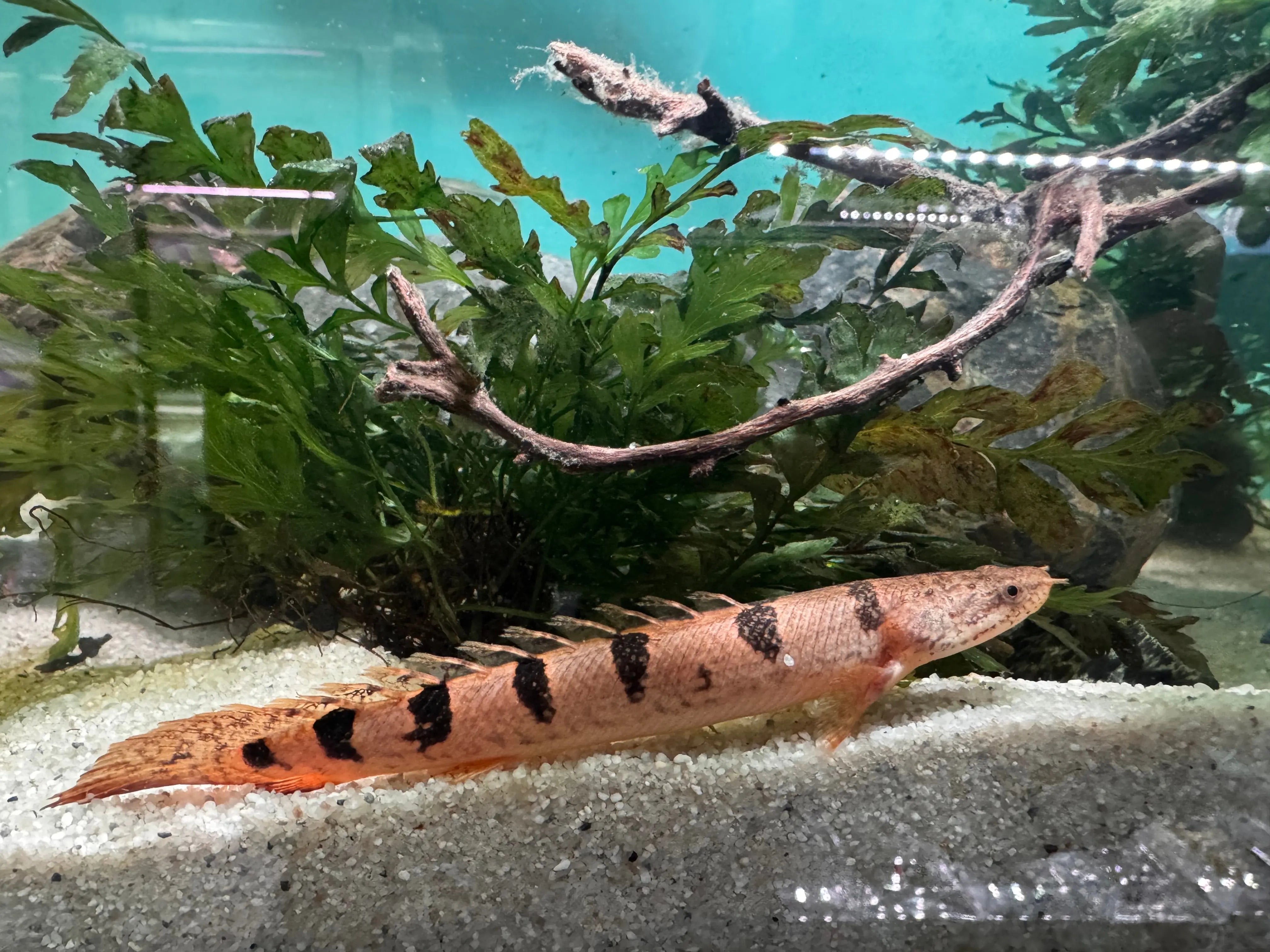Tiger Birchir -Delhezi Bichir 10cm Show Micro Aquatic Shop