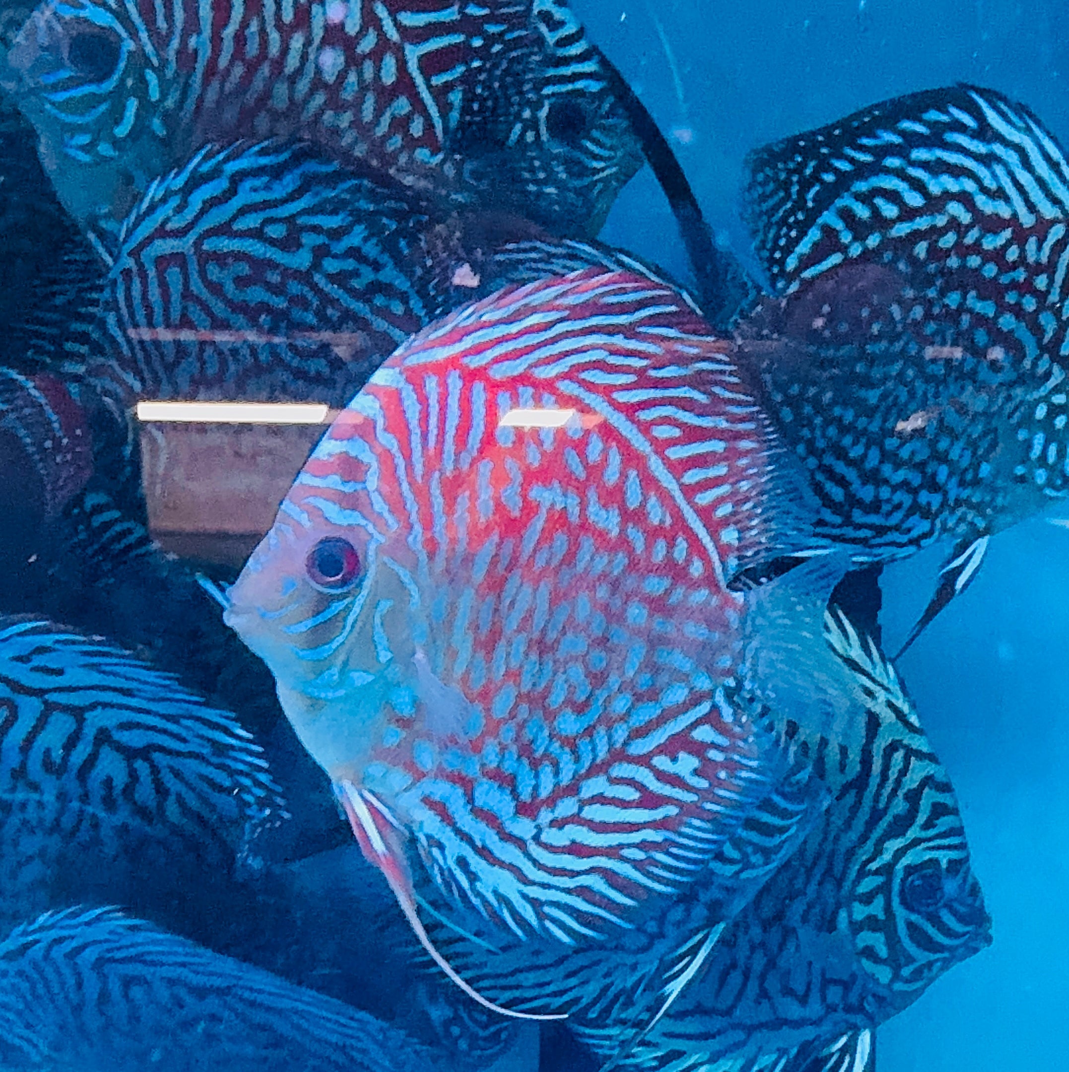 Discus - Tiger turquoise 11cm Show Micro Aquatic Shop