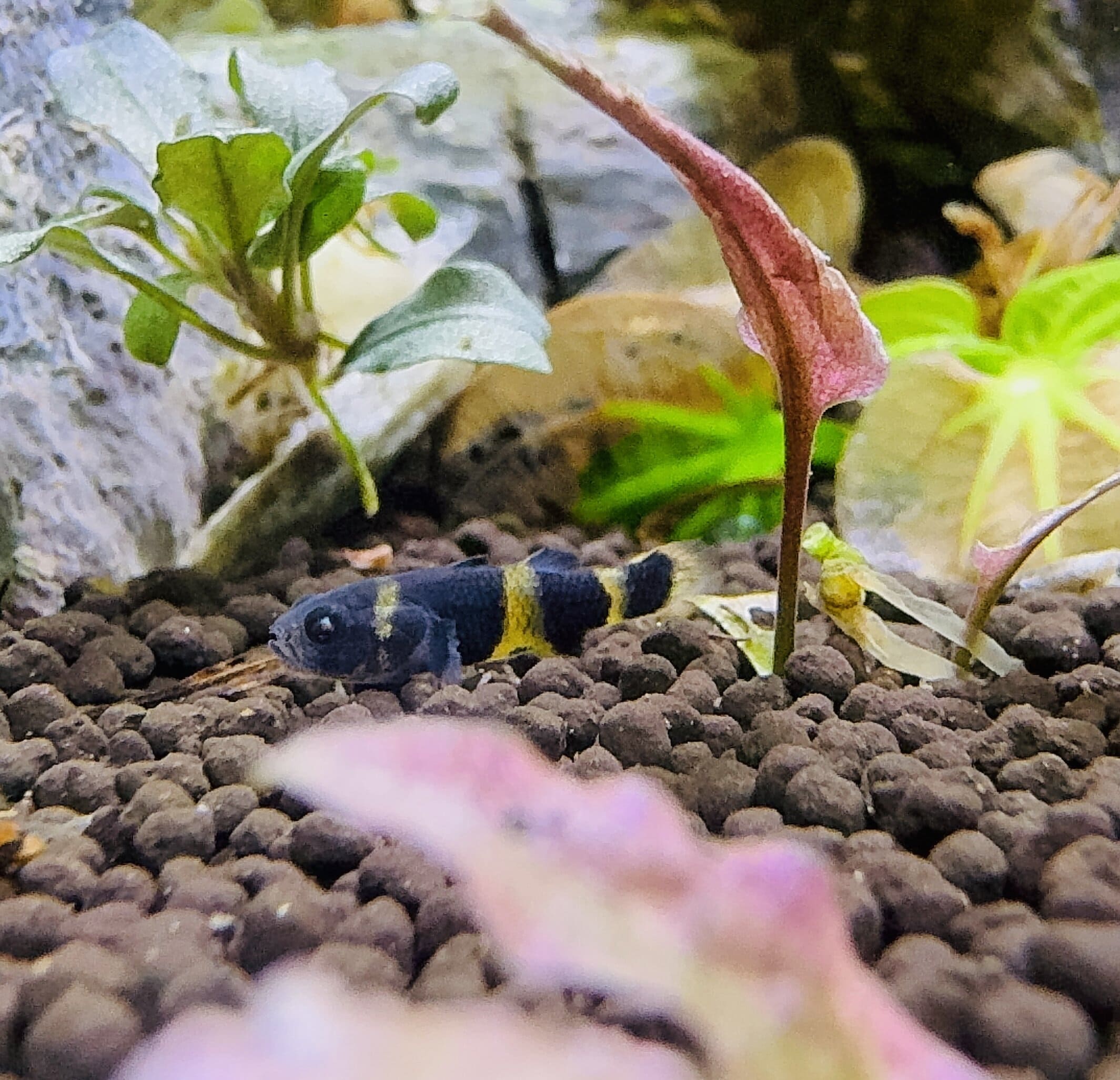 Bumble Bee Goby - Brachygobius Doriae 2cm
