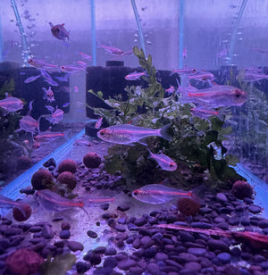 Glowlight Tetra 3cm Micro Aquatic Shop