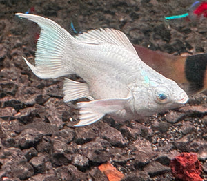 Mollies – Ribbon Diamond Eyes Platinum Balloon 4cm Micro Aquatic Shop