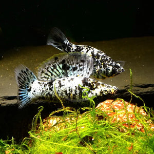 Molly – Dalmation Sailfin Molly (Poecilia latipinna ) 5cm Micro Aquatic Shop