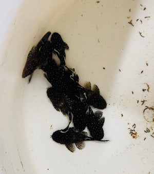 Peppermint Pleco 3cm Micro Aquatic Shop