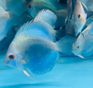 Discus - Blue Diamond 8-9cm Micro Aquatic Shop