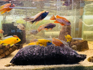 Active Carbon - Remove Toxics - Odours Control Micro Aquatic Shop