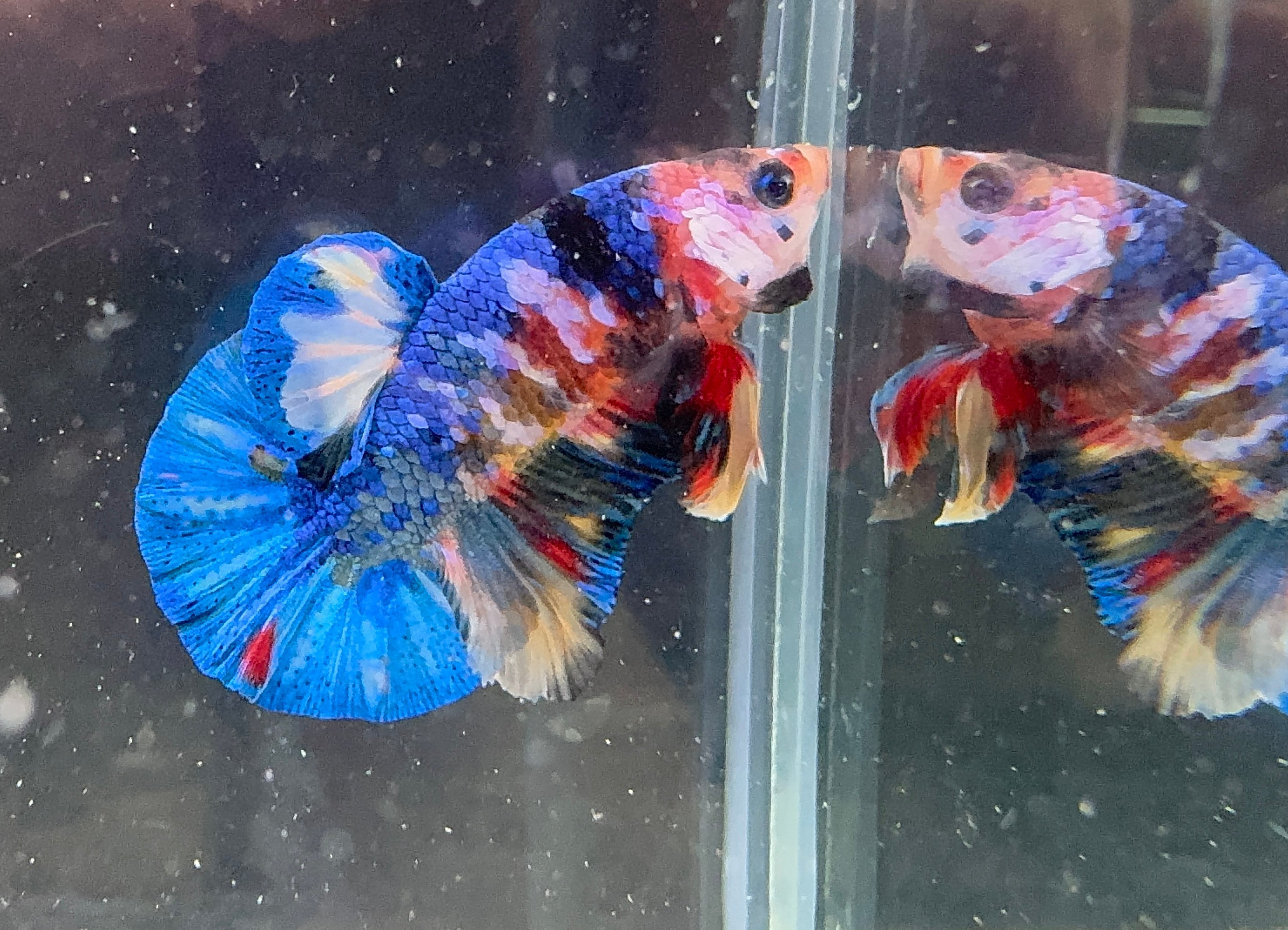 Male Betta-HMPK Nemo N1